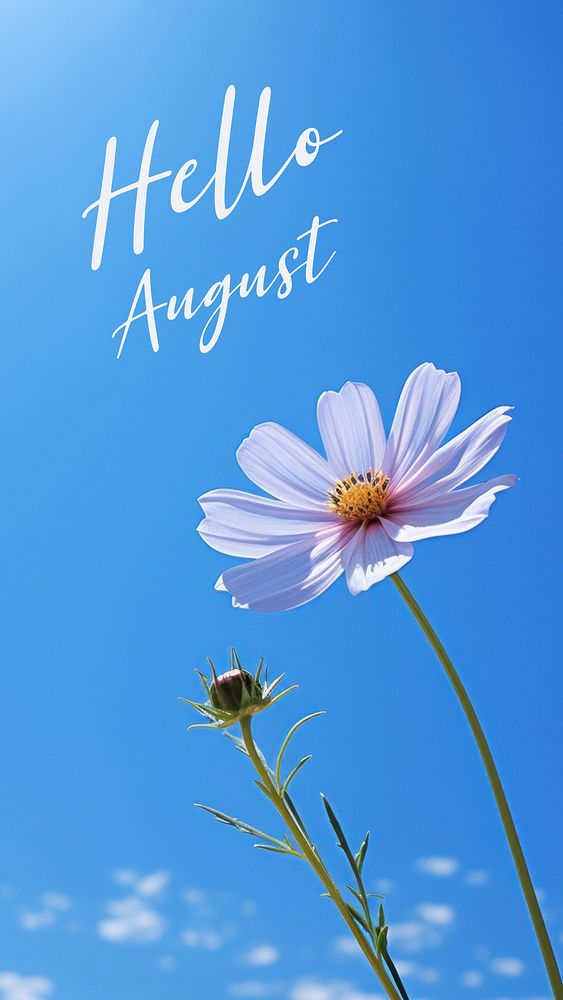 Hello August quote Instagram story template