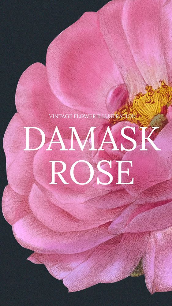 Damask rose Facebook post template, vintage flower design
