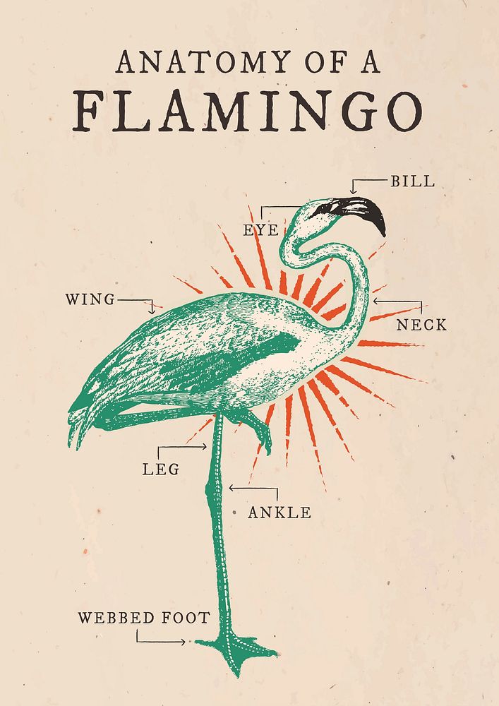 Retro poster  template  flamingo design