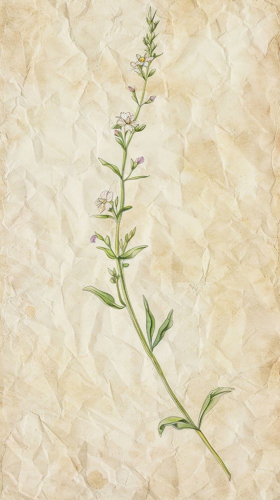 Wallpaper wildflower blossom pattern herbal.