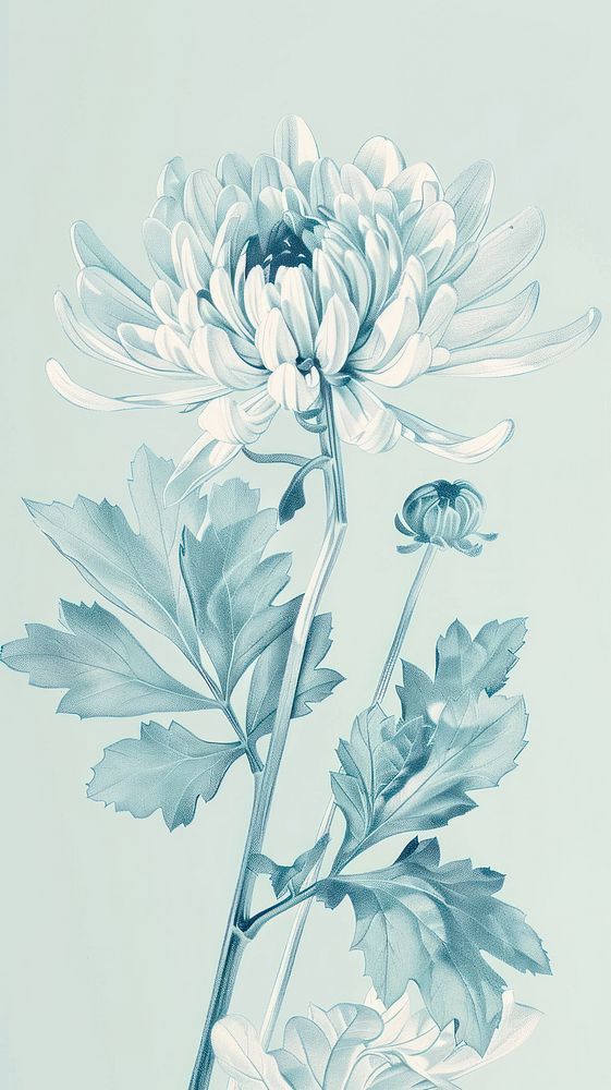 Wallpaper chrysanthemum drawing sketch illustrated.