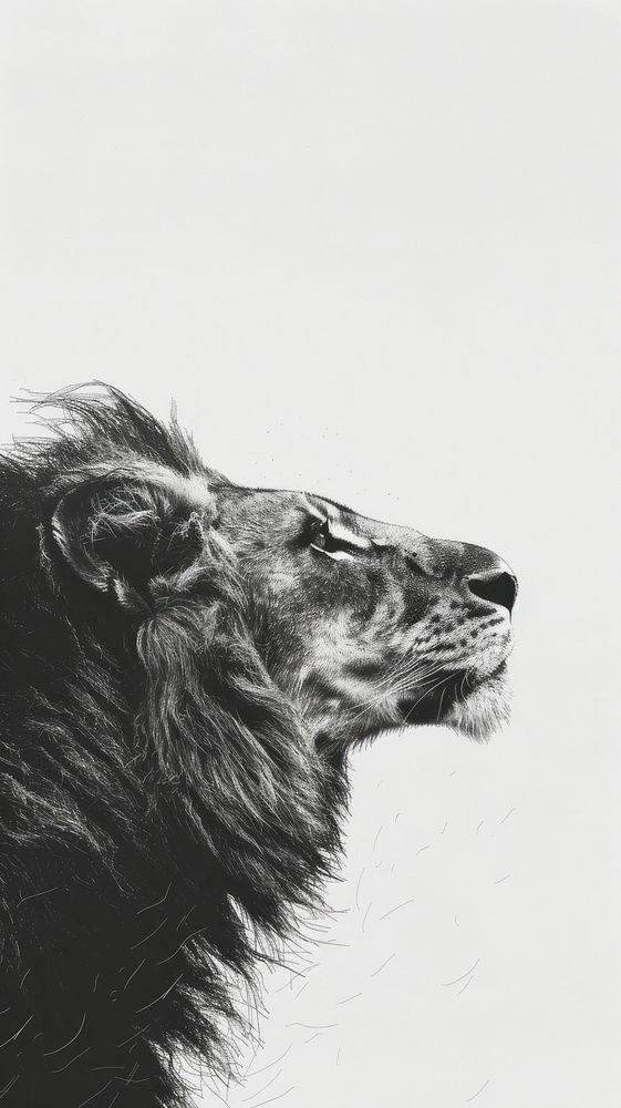 Lion illustrated wildlife drawing.