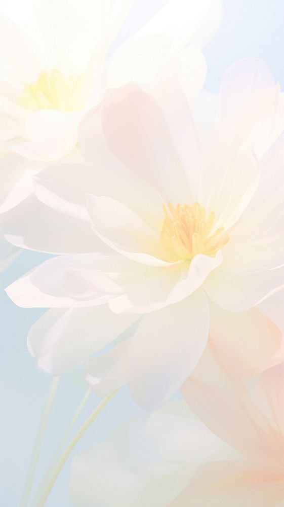 Blurred gradient White flower asteraceae blossom anemone.