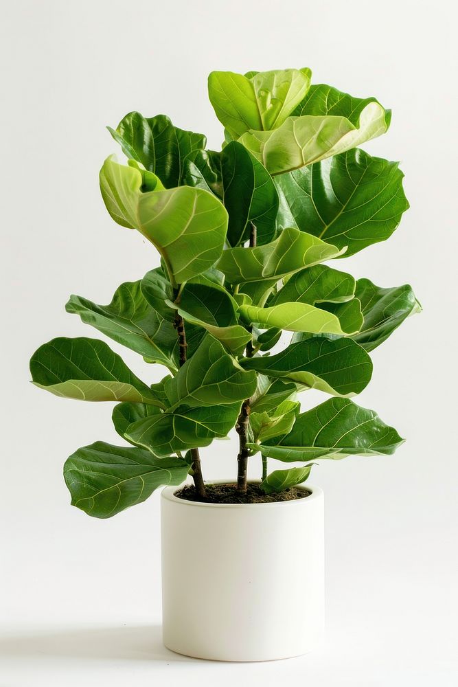 Fiddle leaf fig in white pot blossom planter pottery.