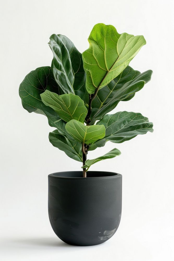 Fiddle leaf fig in modern black pot planter pottery blossom.