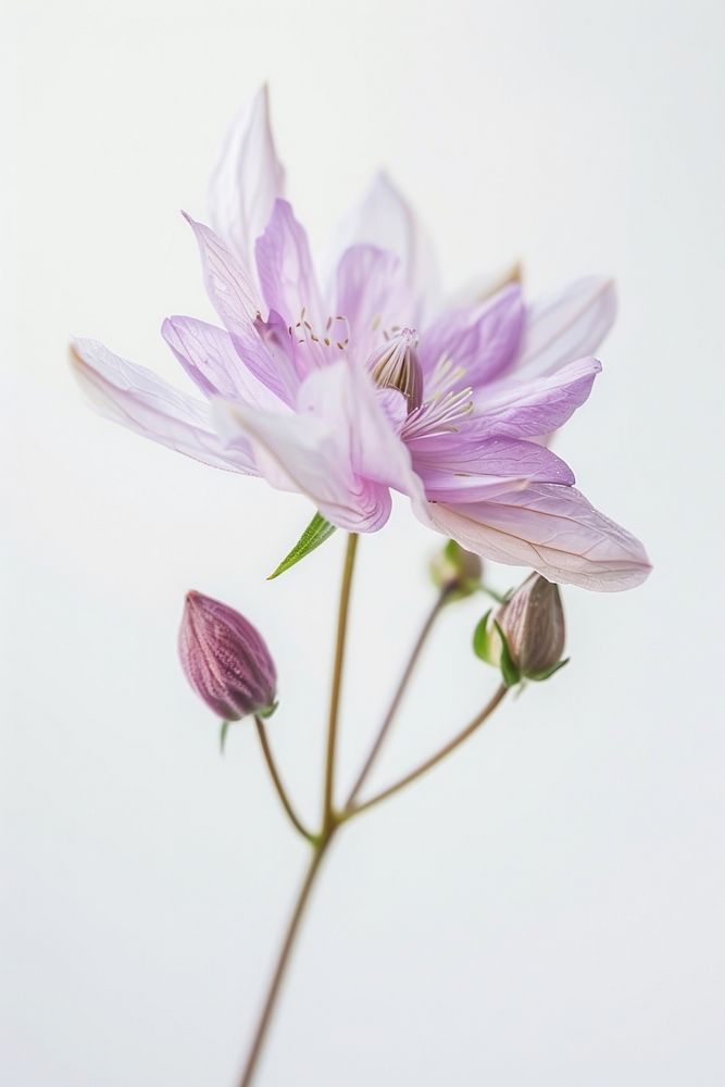 Wildflower aquilegia blossom anemone.