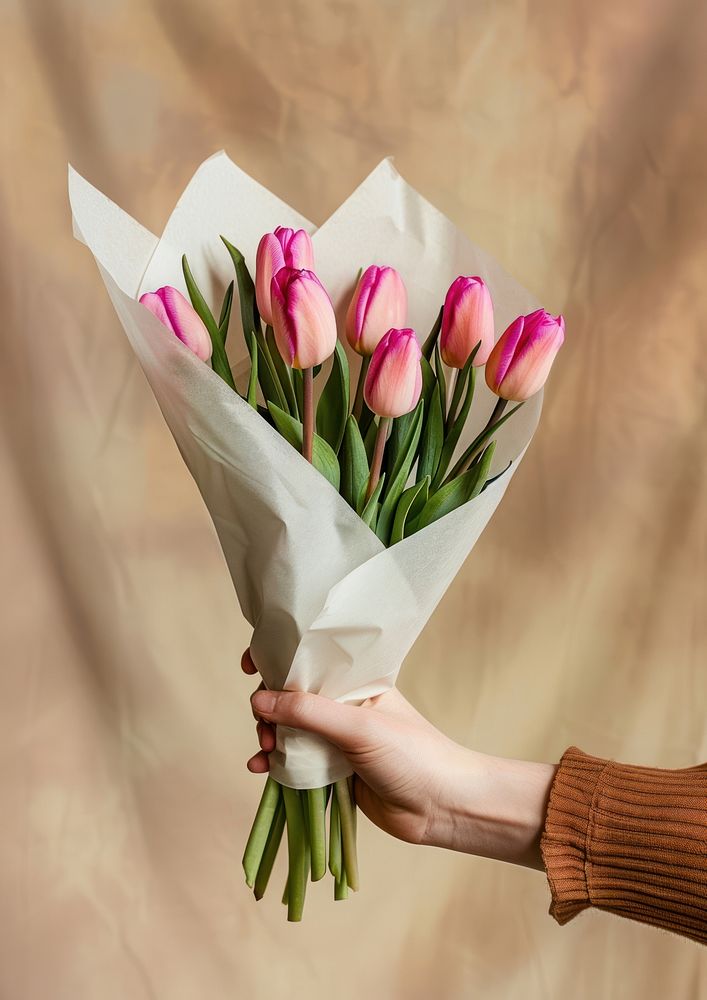 Wrapped pink tulips bouquet flower blossom plant.
