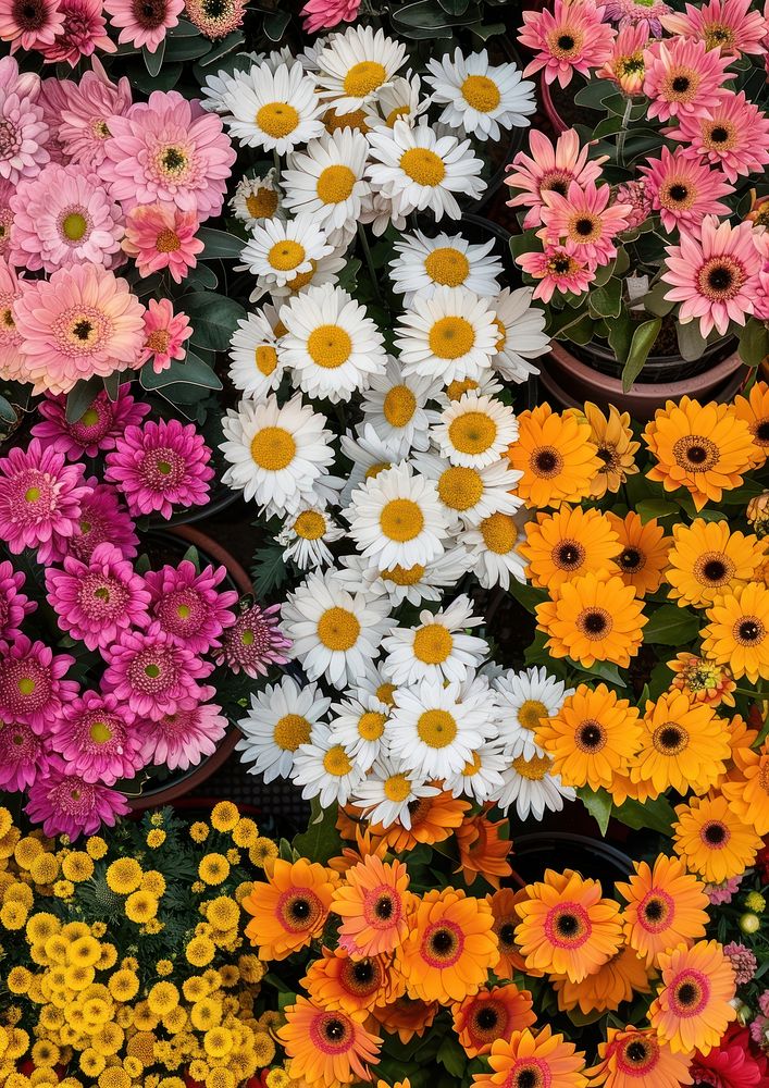 A vibrant display of chrysanthemums outdoors flower asteraceae.