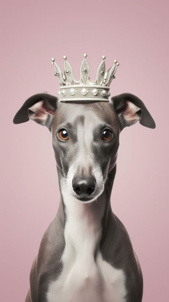 Smart greyhound wearing a crown animal accessories accessory.