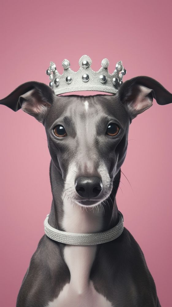 Smart greyhound wearing a crown animal accessories accessory.