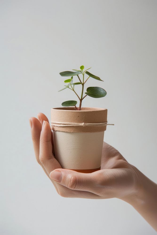 Hand holding a craft pot with label cookware plant leaf.
