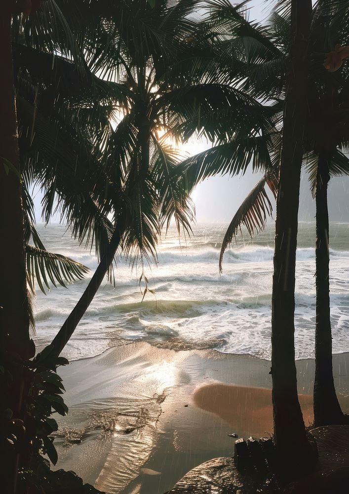 Palm trees sea shoreline arecaceae.