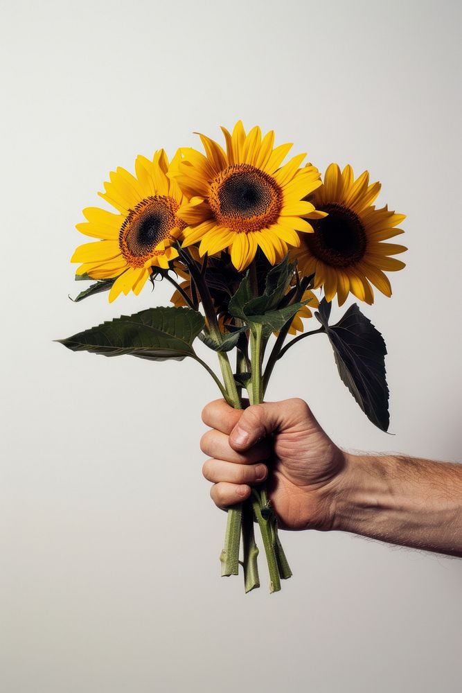 Male hand holding 5 bloming sunflowers with leaves asteraceae blossom finger.