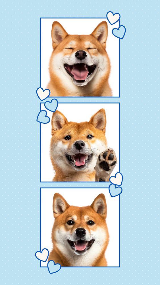 Blue cute dog photo collage