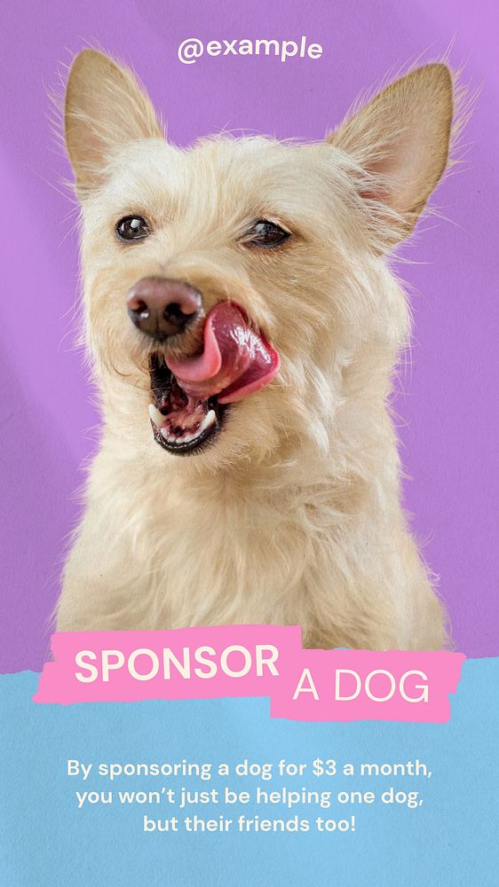 Sponsor a dog     Instagram story temple