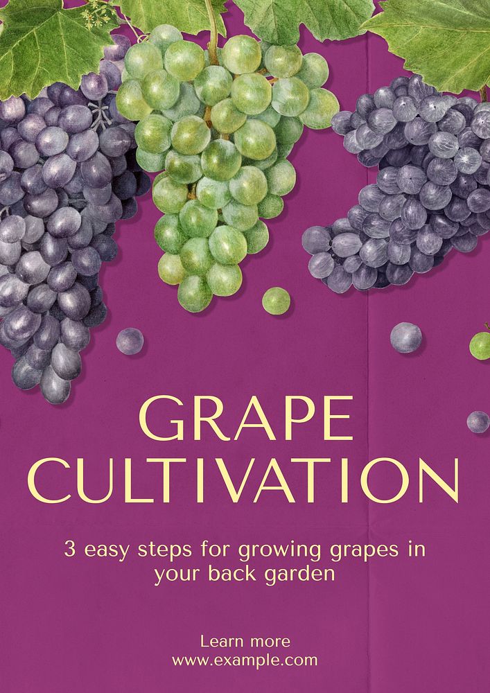 Grape cultivation poster template