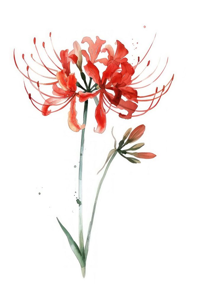 Red spider lily flower amaryllis blossom anther.