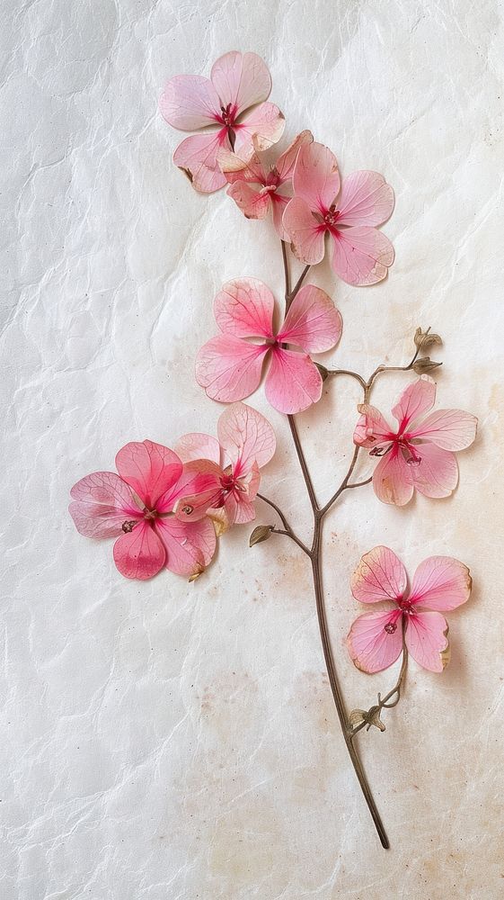 Real pressed pink flowers geranium blossom symbol.