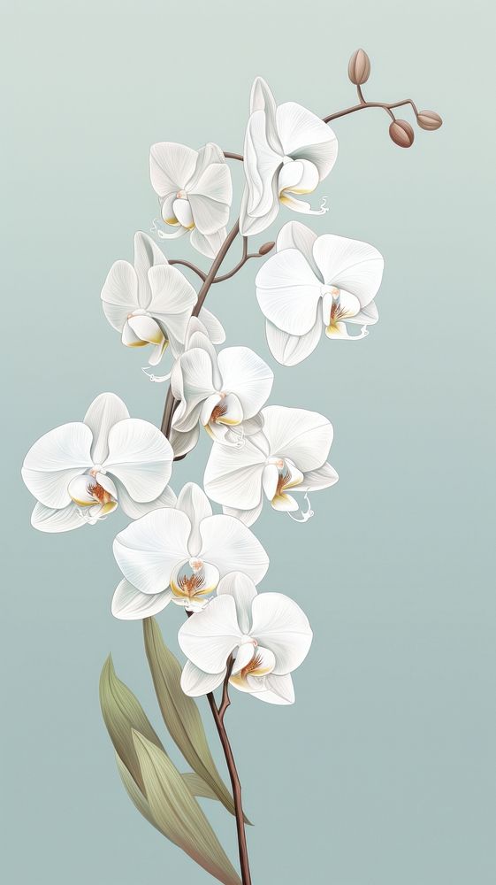 Wallpaper white orchid chandelier blossom flower.