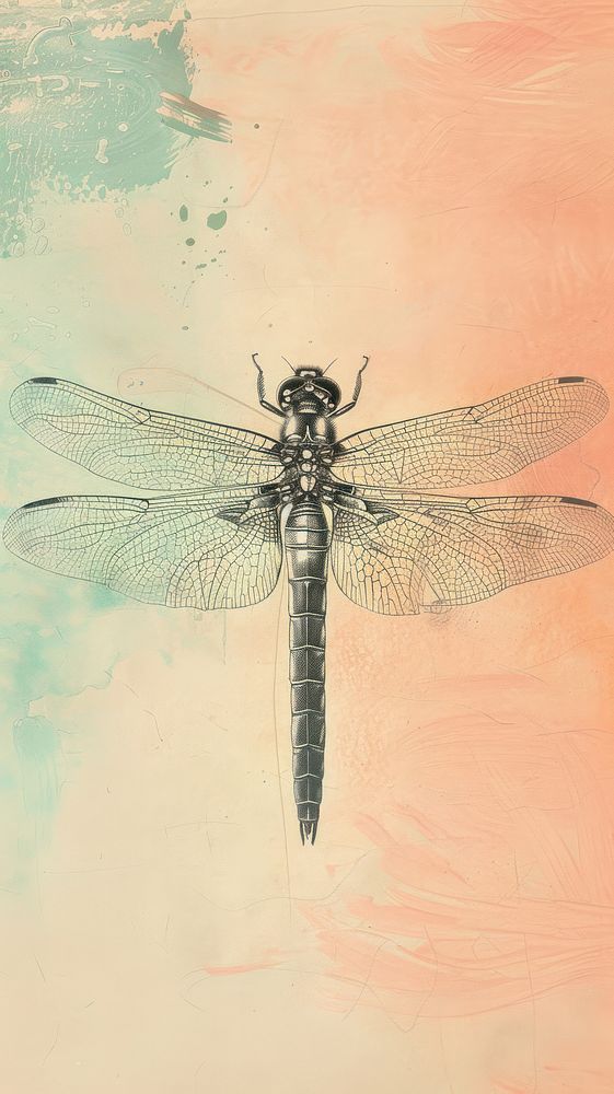 Wallpaper dragonfly invertebrate anisoptera animal.