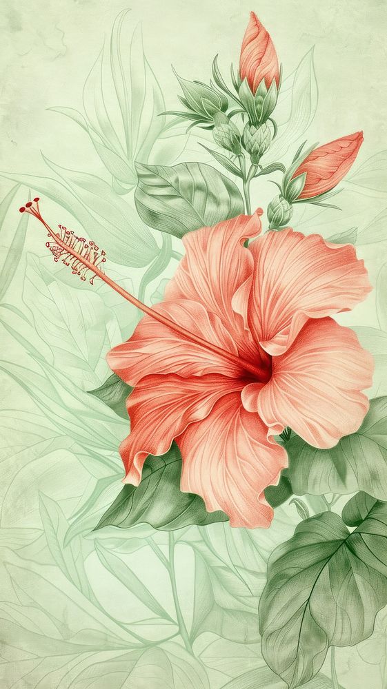 Wallpaper hisbiscus hibiscus blossom flower.