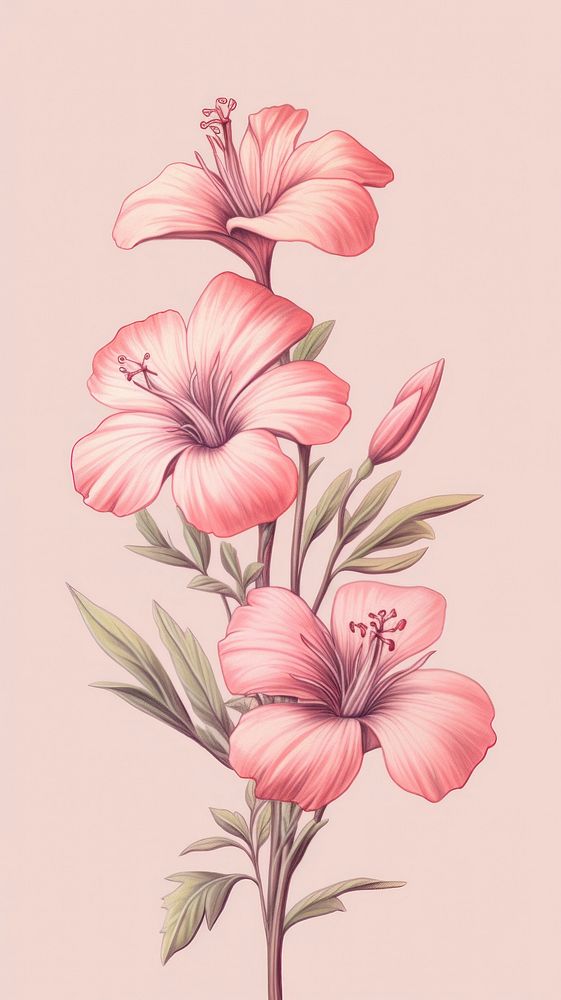 Wallpaper pink wildflower drawing sketch illustrated.