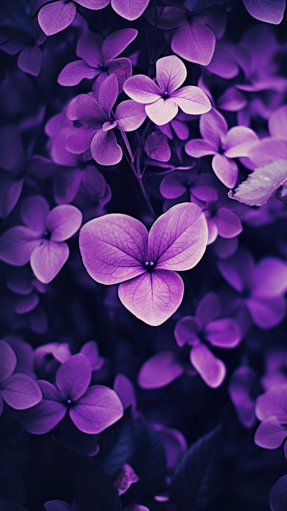 A summer love purple blossom flower.