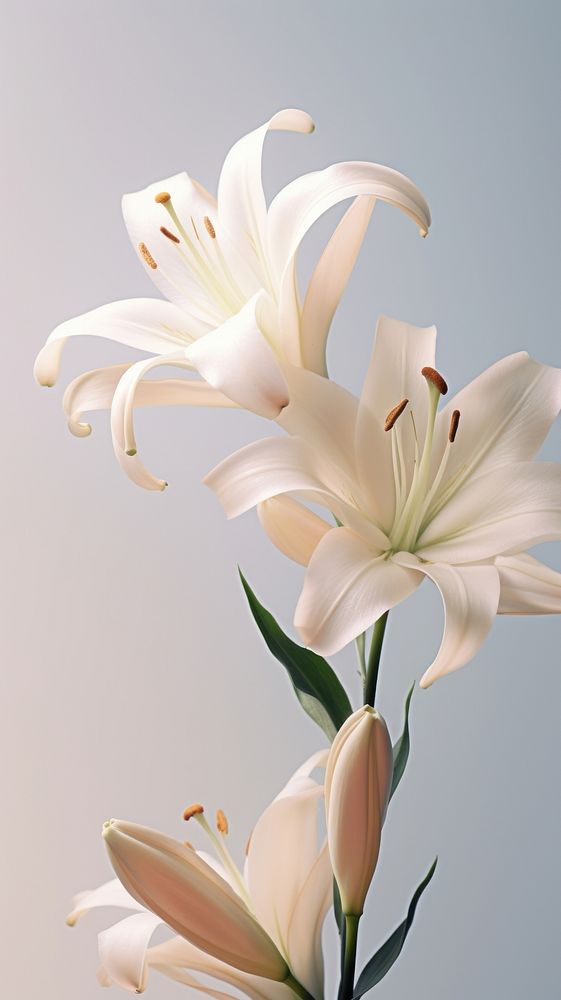 A closeup of lilies blossom flower anther.