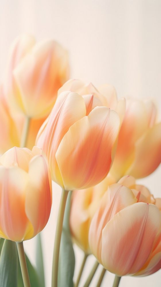 Pastel tulips blossom flower plant.