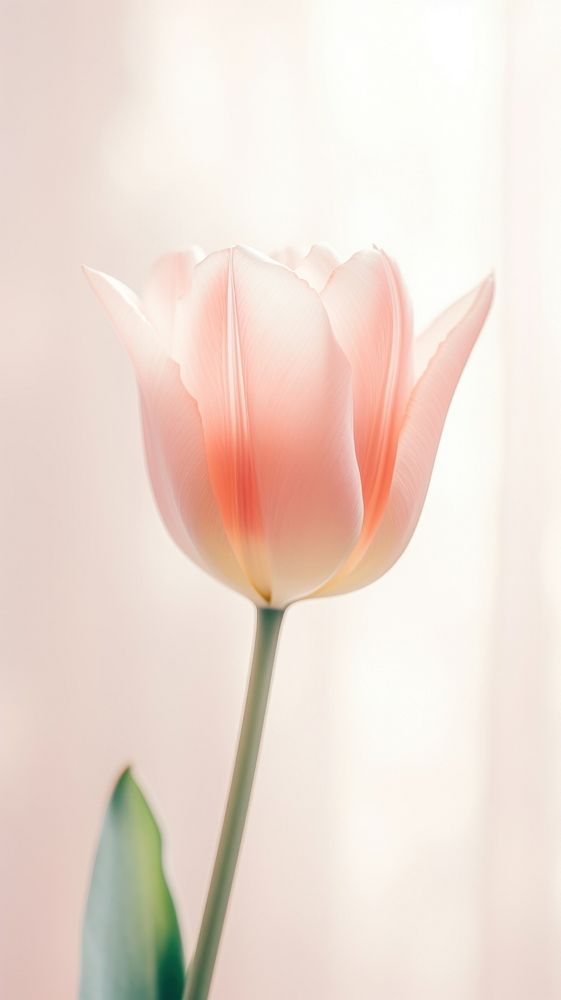 Pastel tulips blossom flower person.