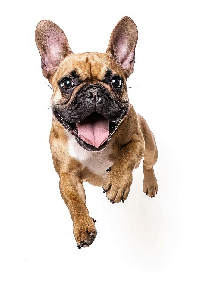 Energetic French Bulldog jumping | Free Photo - rawpixel