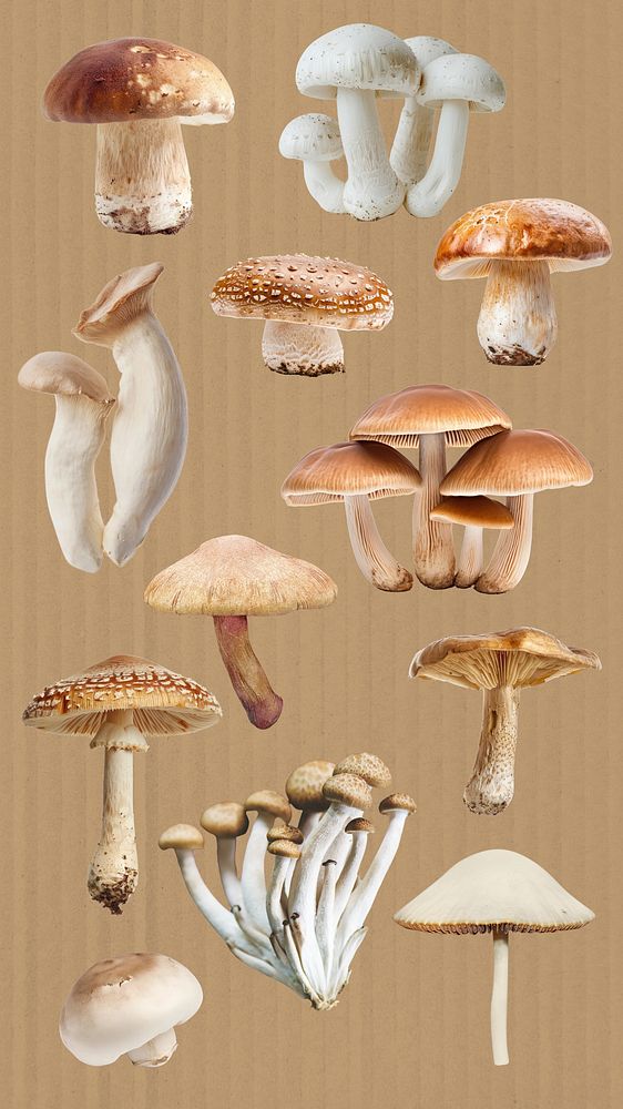 Various edible mushroom element set