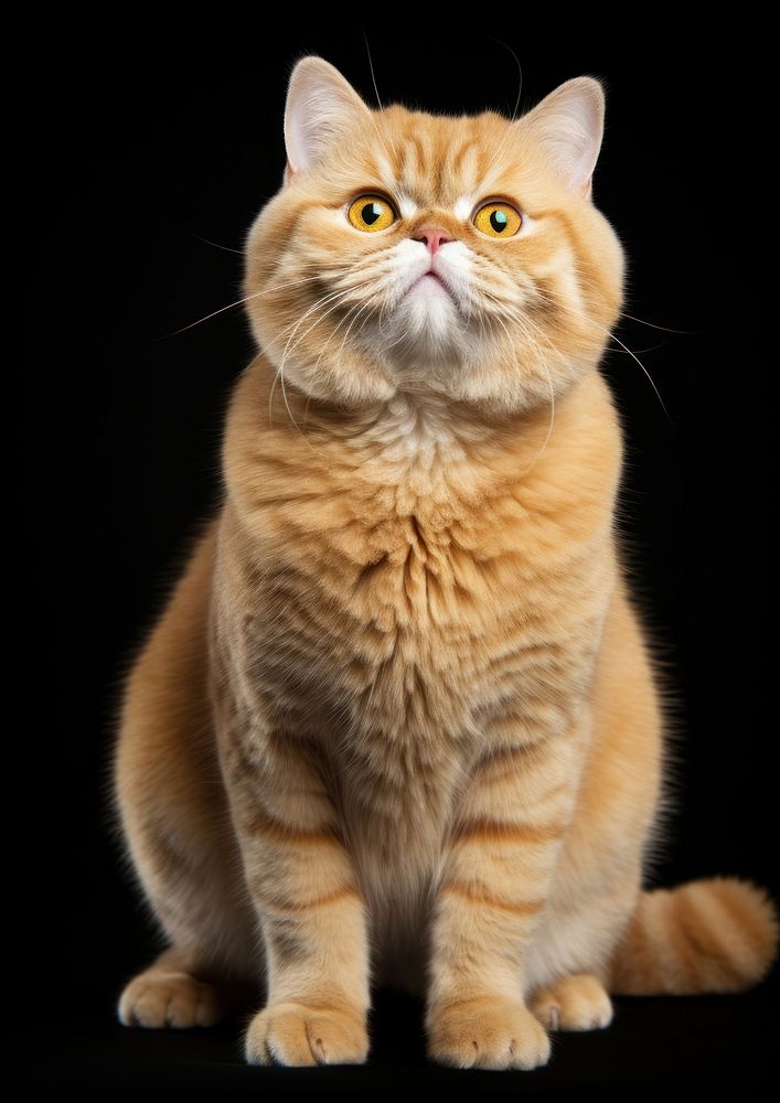 Charming ginger cat portrait