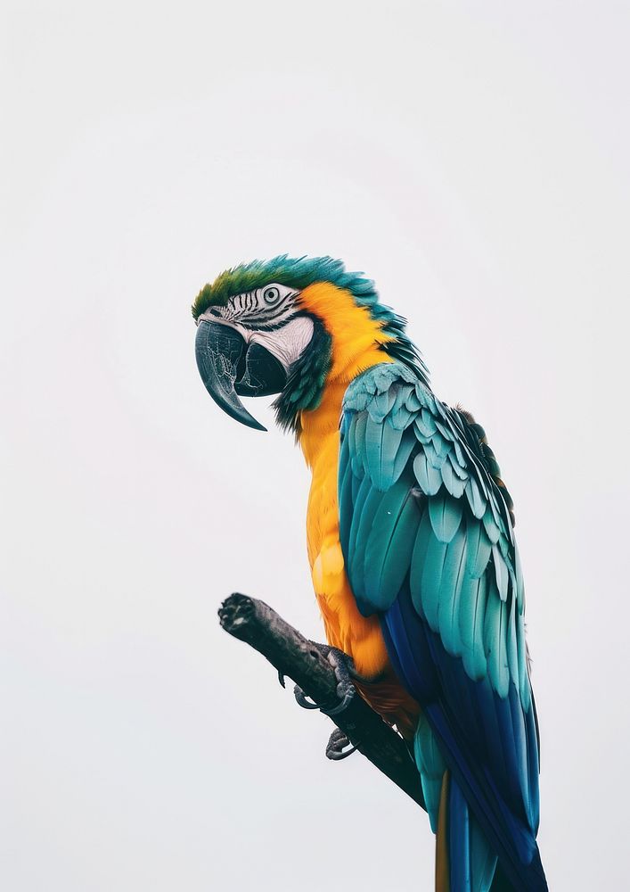 Colorful parrot perched branch