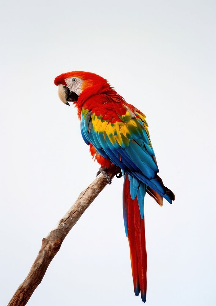 Colorful parrot perched on branch