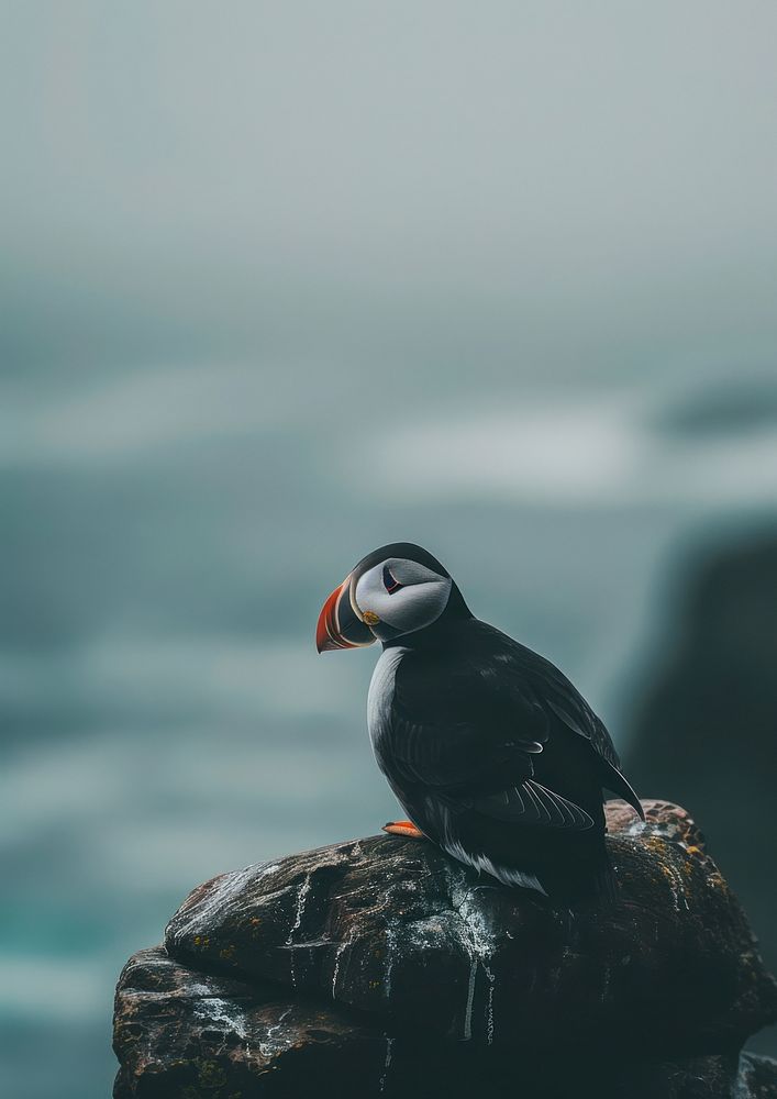 Puffin perched on rocky cliff