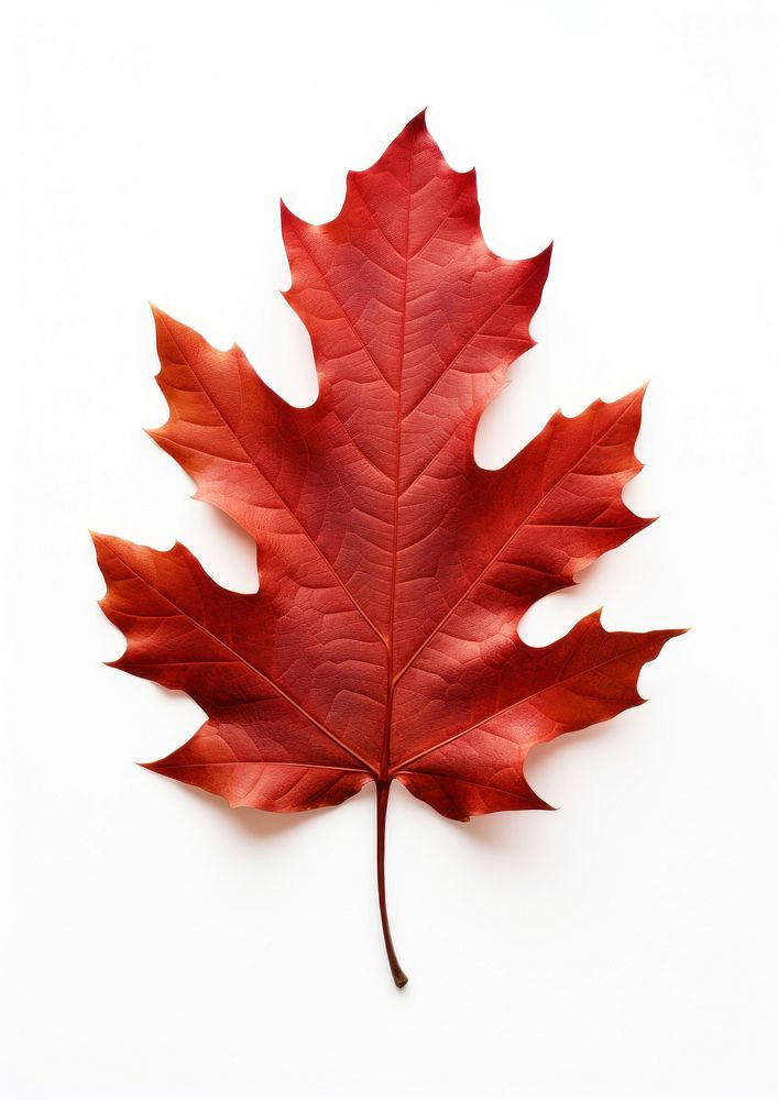 Vibrant autumn red maple leaf