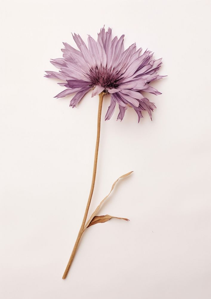 Delicate purple flower on stem