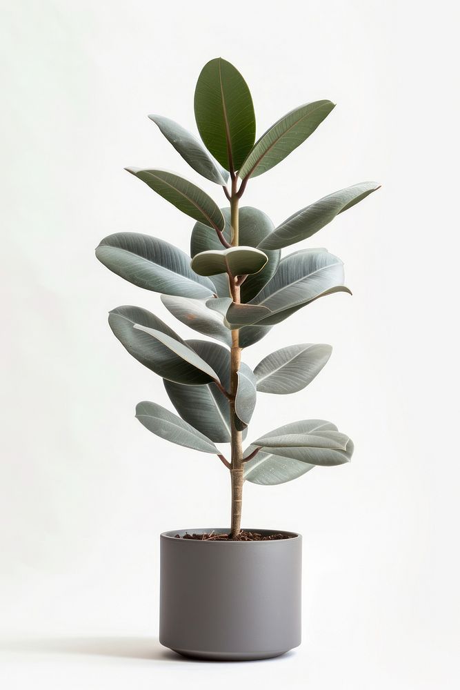 Modern indoor rubber plant decor