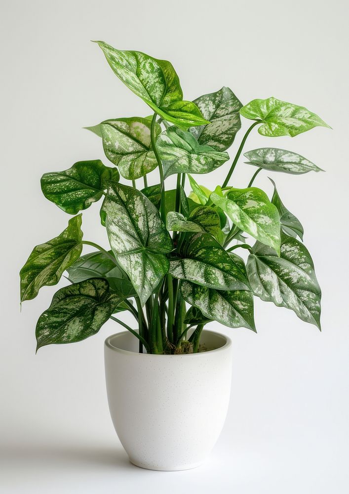 Lush green potted plant