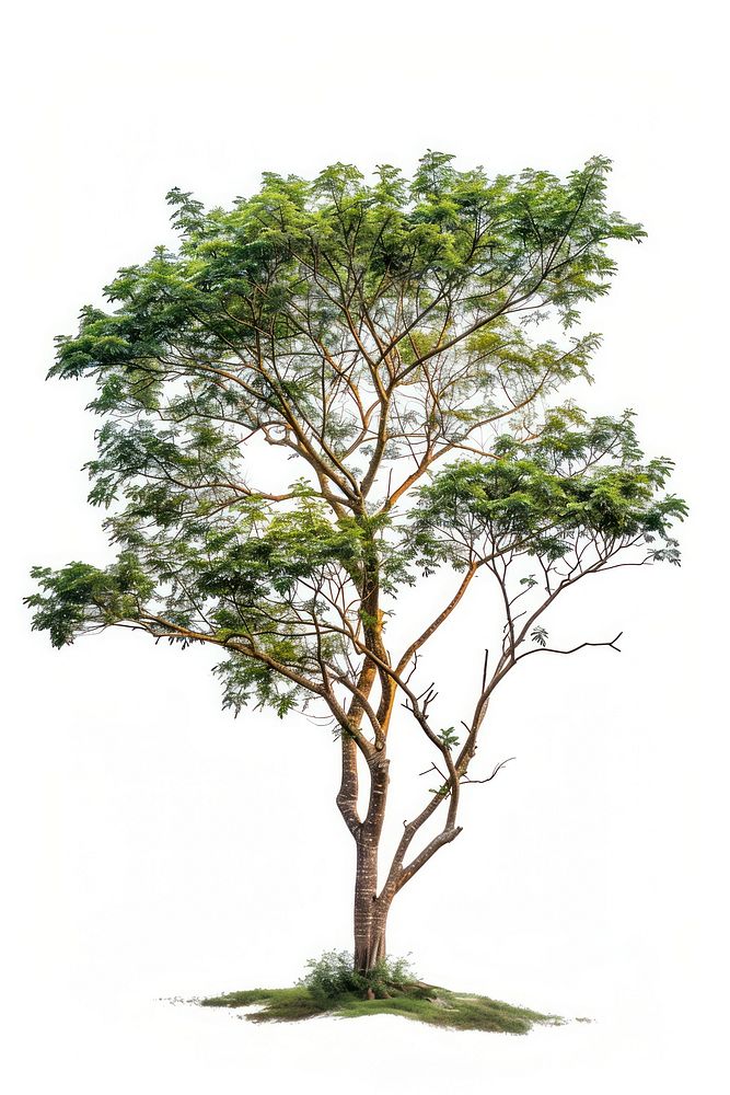 Mahogany tree sycamore conifer plant.