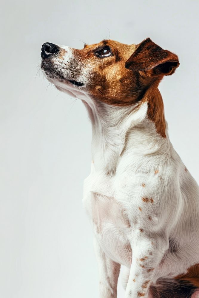 Attentive dog looking upwards