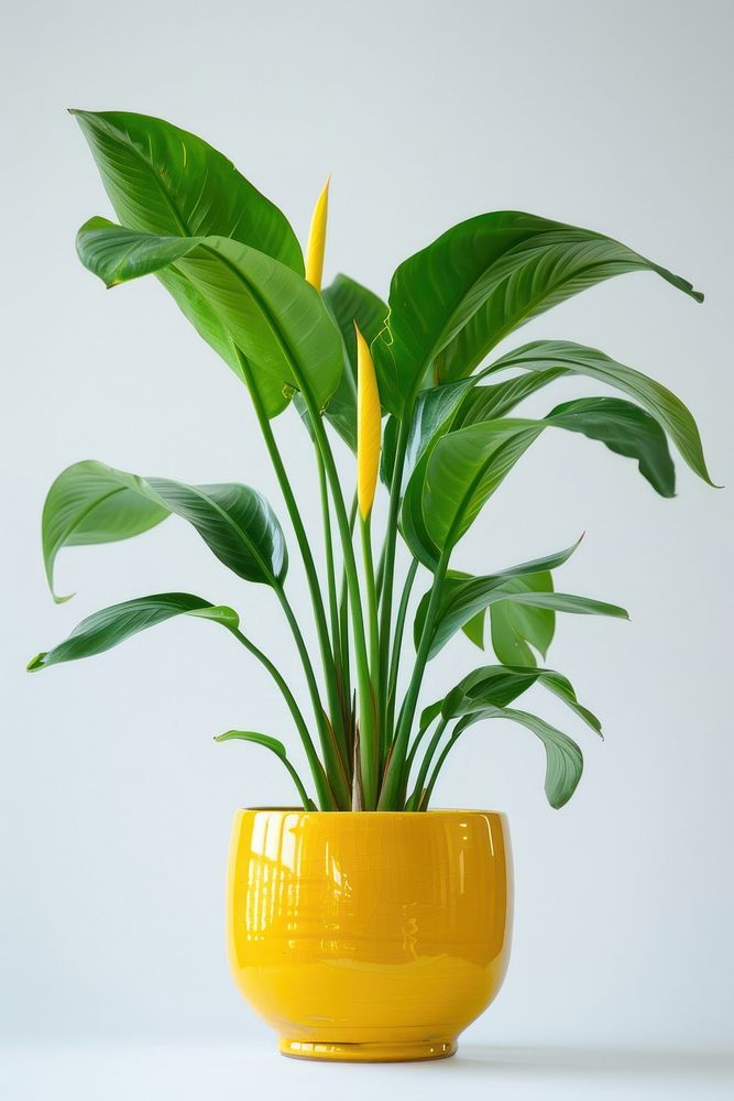 Vibrant potted indoor houseplant