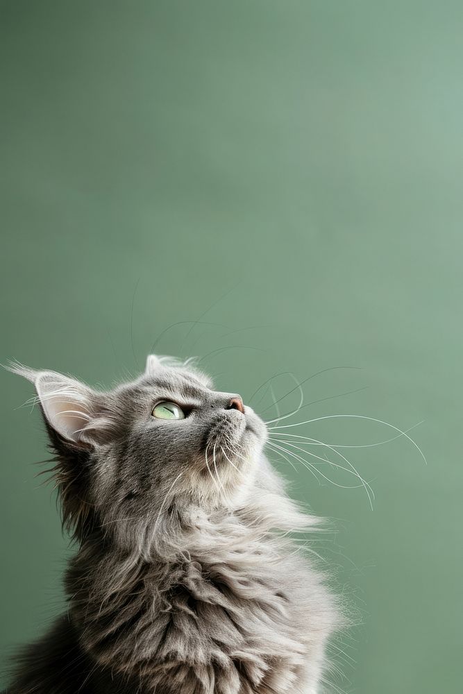 Majestic grey cat gazing upward