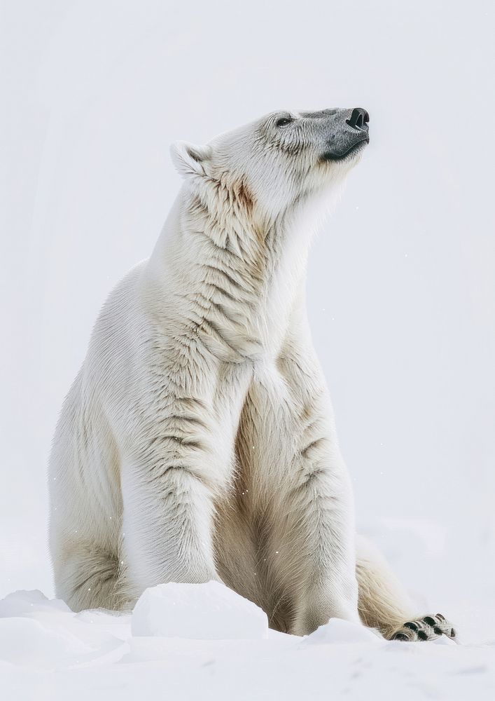 A winter polar bear wildlife animal mammal.