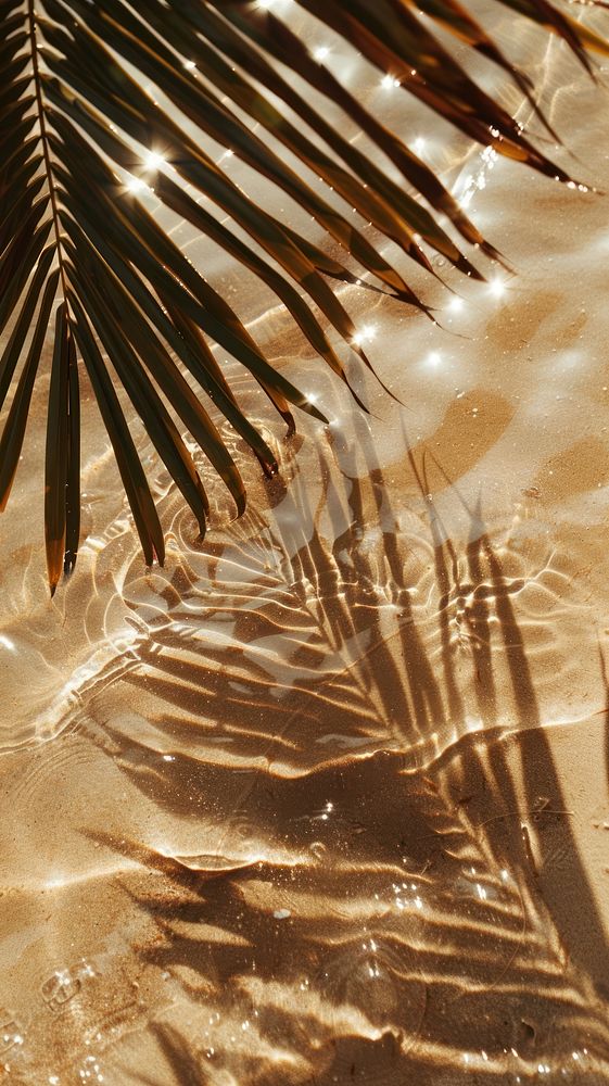 Tropical beach sand palm shadows