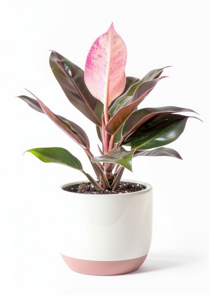 Philodendron Pink Princess plant blossom planter.