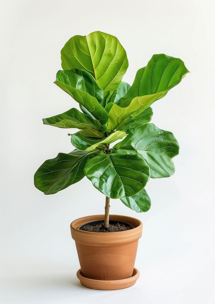 Vibrant potted fiddle leaf fig