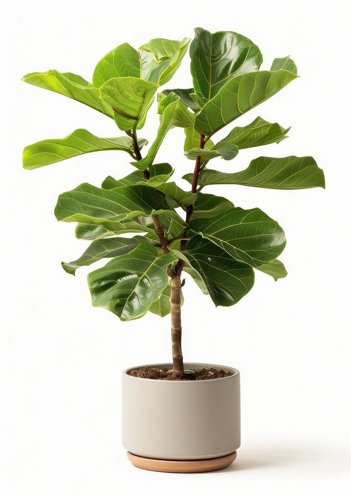 Vibrant indoor fiddle leaf fig