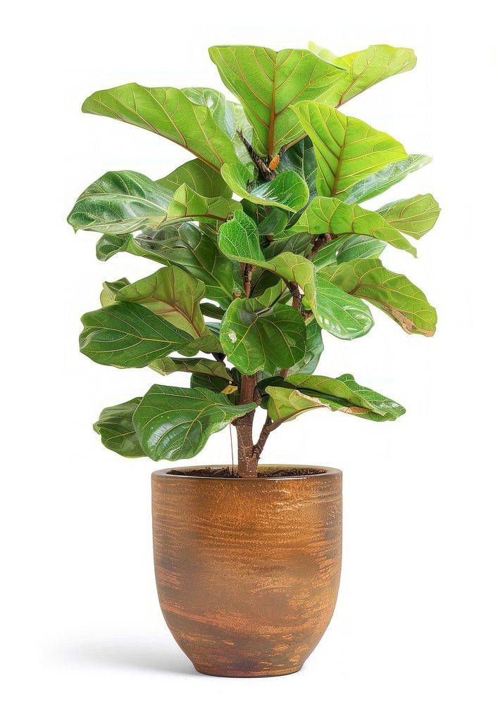 Vibrant potted fiddle leaf fig